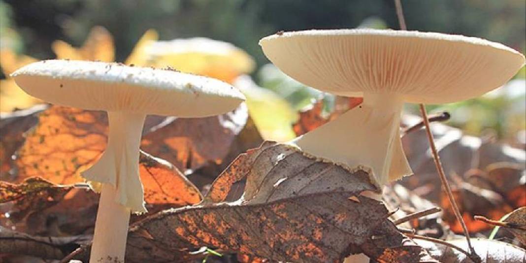 Mantar zehirlenmesinde kritik saat detayı! 6 saat sonra başlayan belirtilere dikkat: Geri dönüşü olmuyor! 4